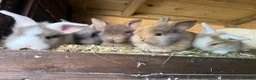 Lionhead rabbits for sale: Lion lop rabbits - boys and girls  - Advert 9