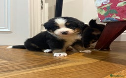 Bernese Mountain Dog dogs for sale: Bernese Mountain Dog Pups  - Image 21