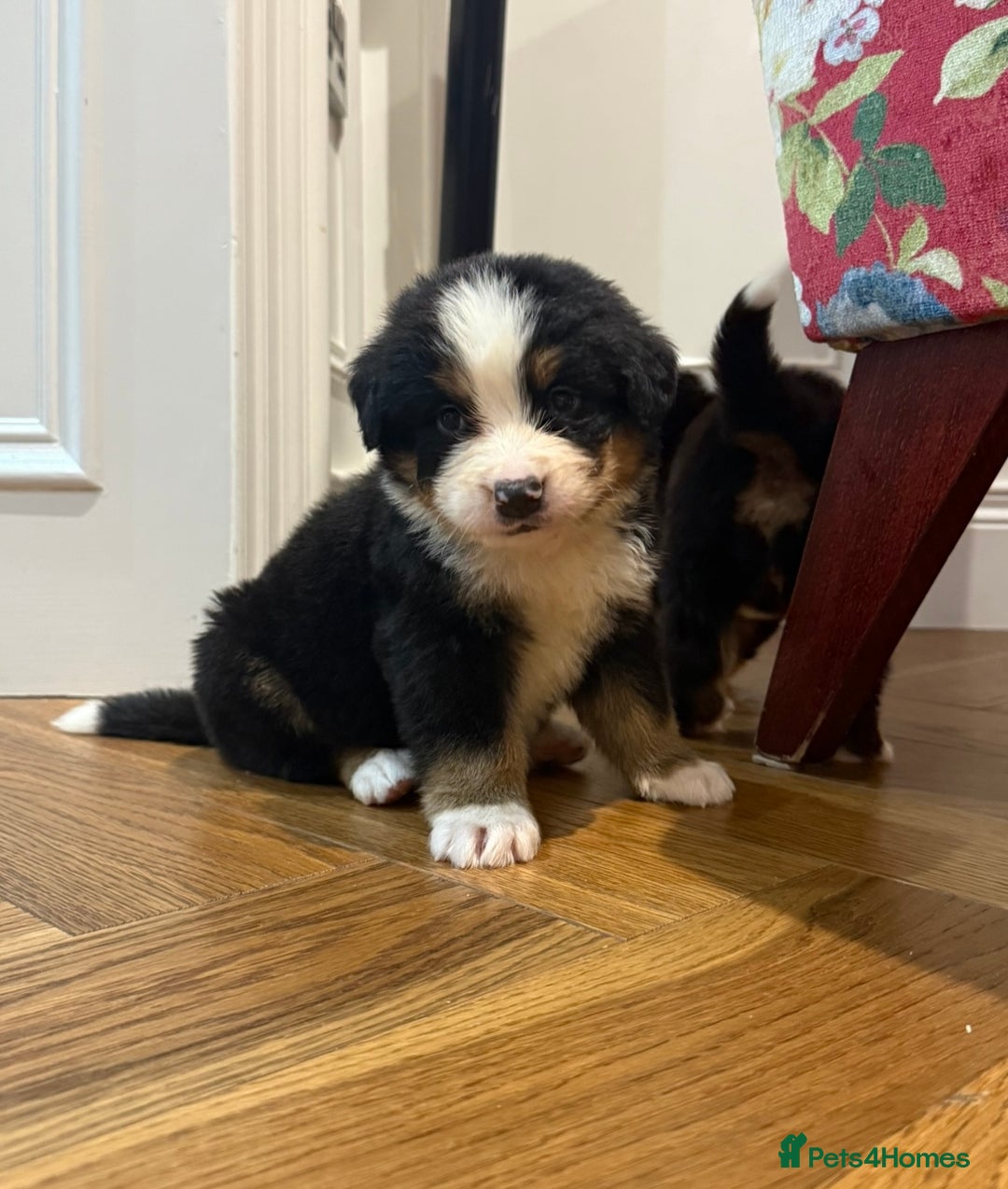 Bernese Mountain Dog dogs for sale: Bernese Mountain Dog Pups  - Image 21
