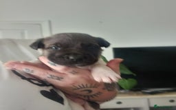 Mixed Breed dogs for sale: Staffy/american akita - Image 3