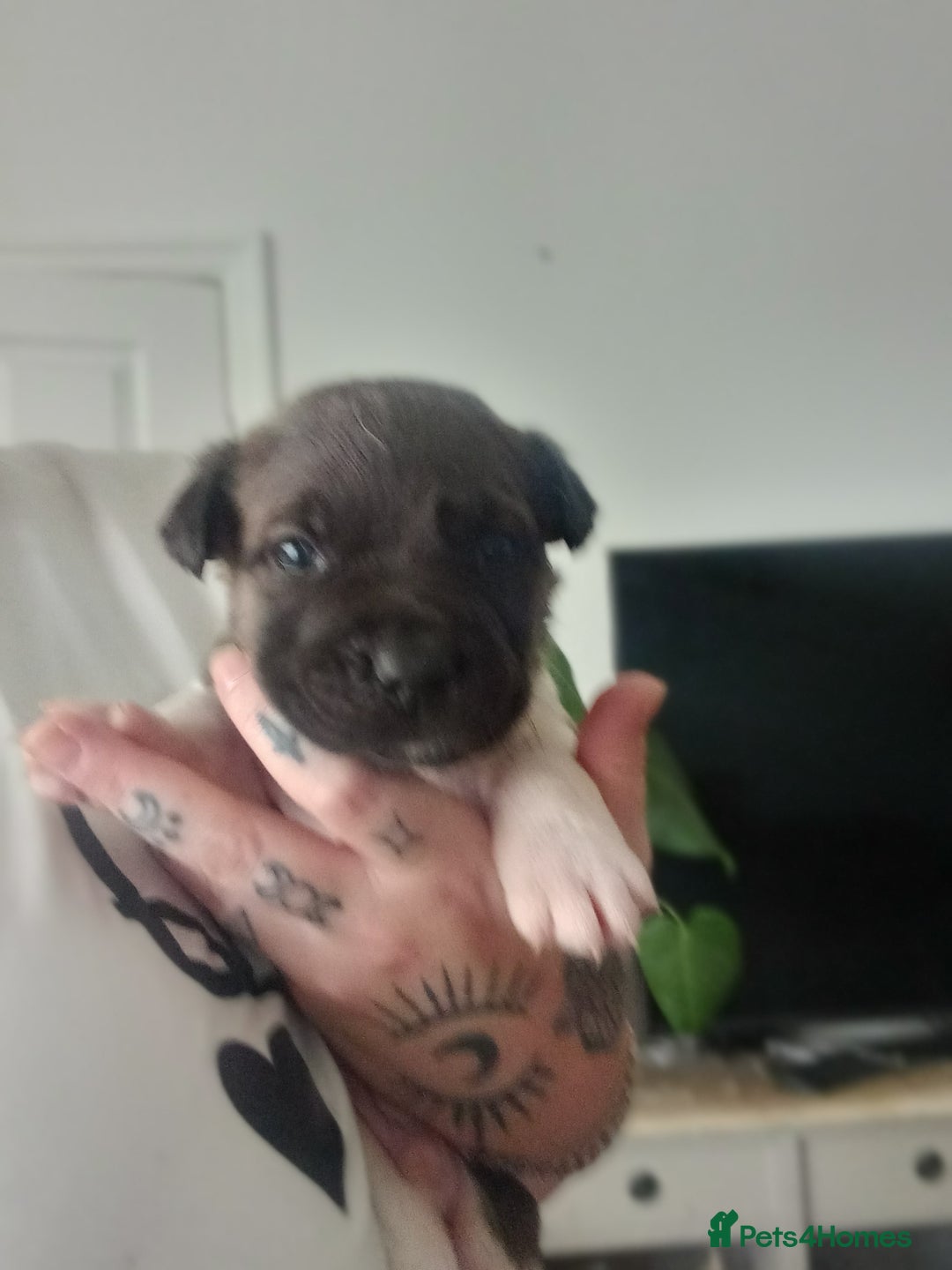 Mixed Breed dogs for sale: Staffy/american akita - Image 3