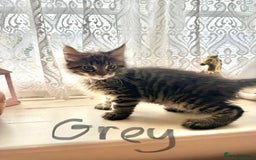 Maine Coon cats for sale: Maine Coon Kittens **READY TO LEAVE** - Image 24
