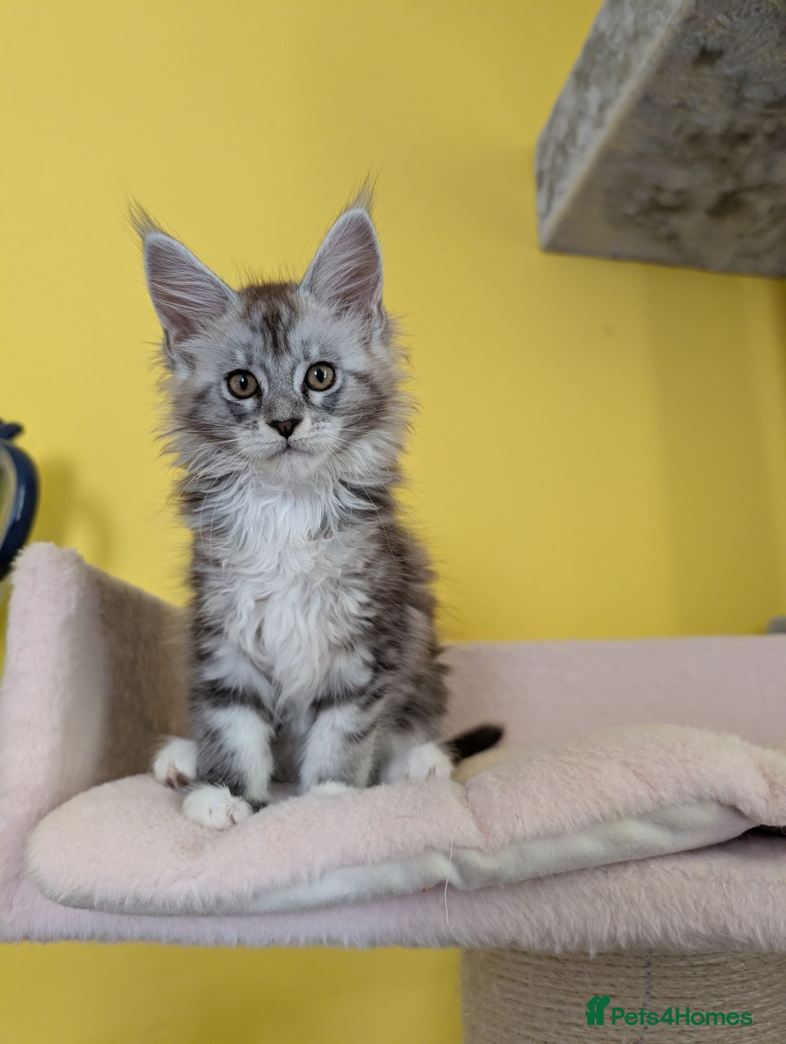 Maine Coon cats TICA Registered Maine Coon Kittens  - Advert 7