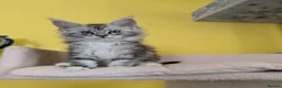 Maine Coon cats for sale: TICA Registered Maine Coon Kittens  - Advert 8