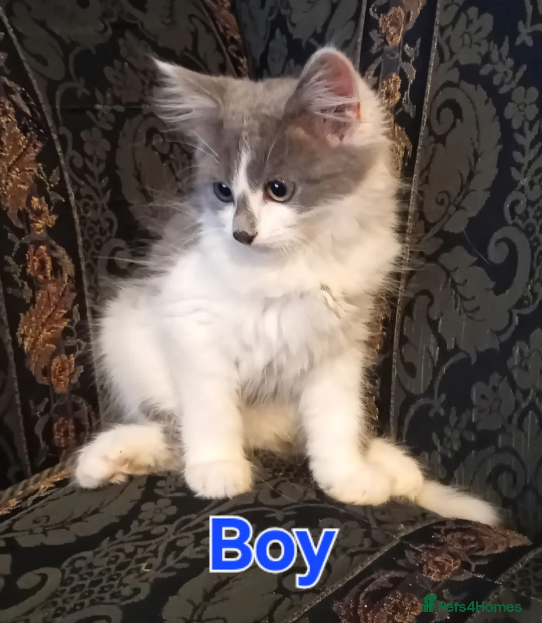 Norwegian Forest Cat cats for sale: Norwegian Forest Cat x Russian Blue Kittens - Advert 2