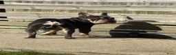 French Bulldog dogs for sale: Stunning 3rd generation French Bulldog puppies - Advert 19