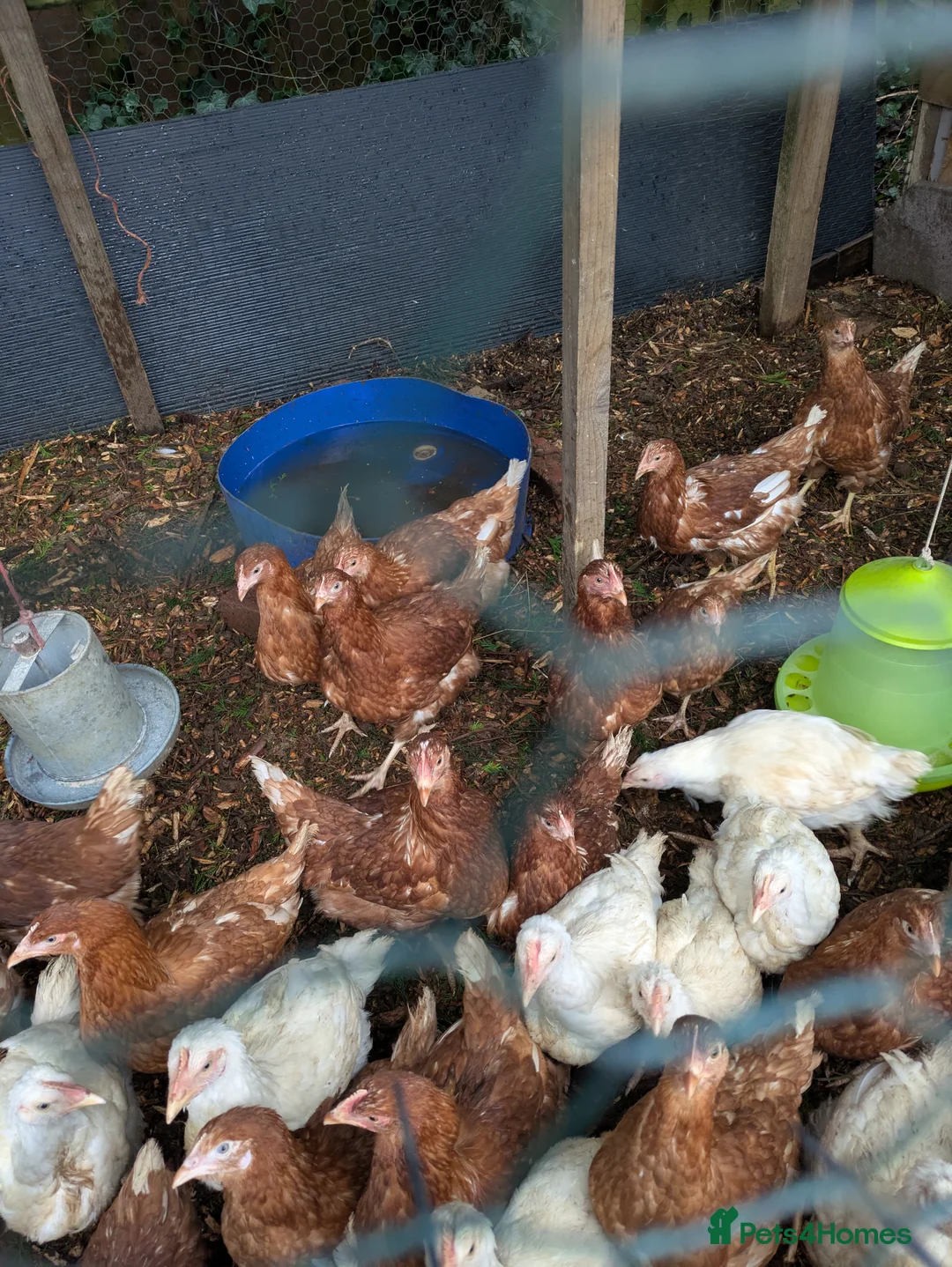 Chickens poultry for sale: Isa Browns ready for a new home - Advert 1