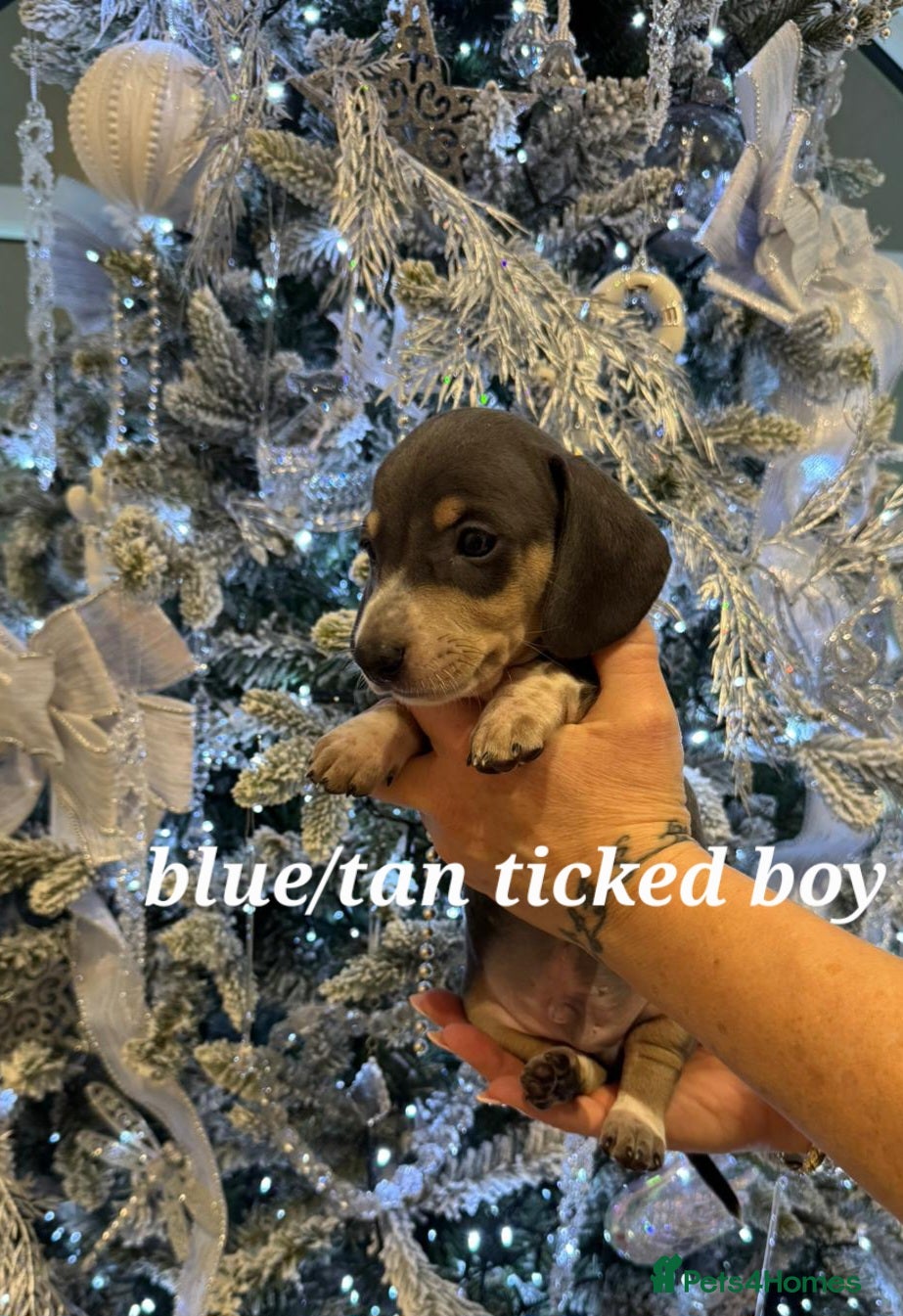 Miniature Dachshund dogs 🌟Beautiful Miniature Dachshund✨️s  - Advert 3