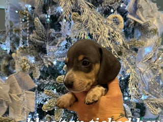 Miniature Dachshund dogs Beautiful Litter of Miniature Dachshund✨️s - Advert 3