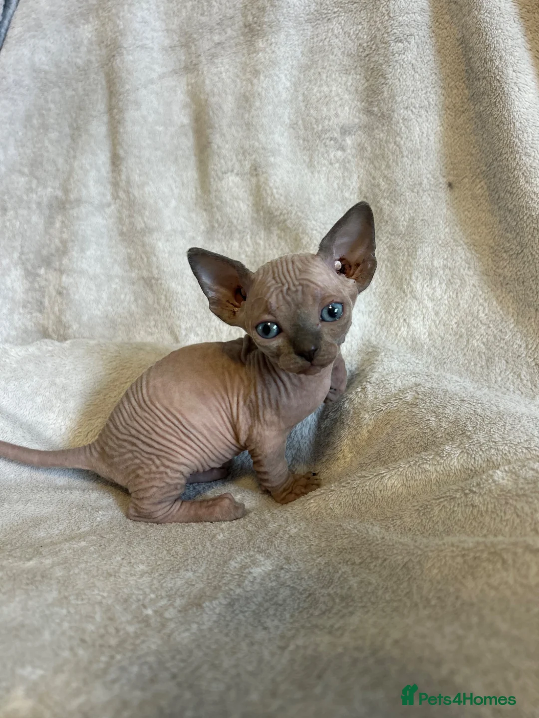 Sphynx cats for sale: Short Leg Munckin Sphinx Kittens(BullyCat) - Advert 1