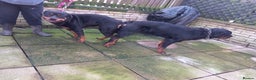 Rottweiler dogs for stud: proven rottweiler stud in Barnsley - Advert 11