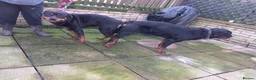 Rottweiler dogs for stud: proven rottweiler stud in Barnsley - Advert 11