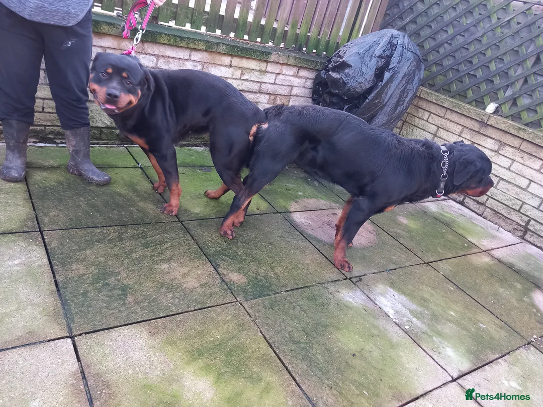 Rottweiler dogs for stud: proven rottweiler stud in Barnsley - Advert 11