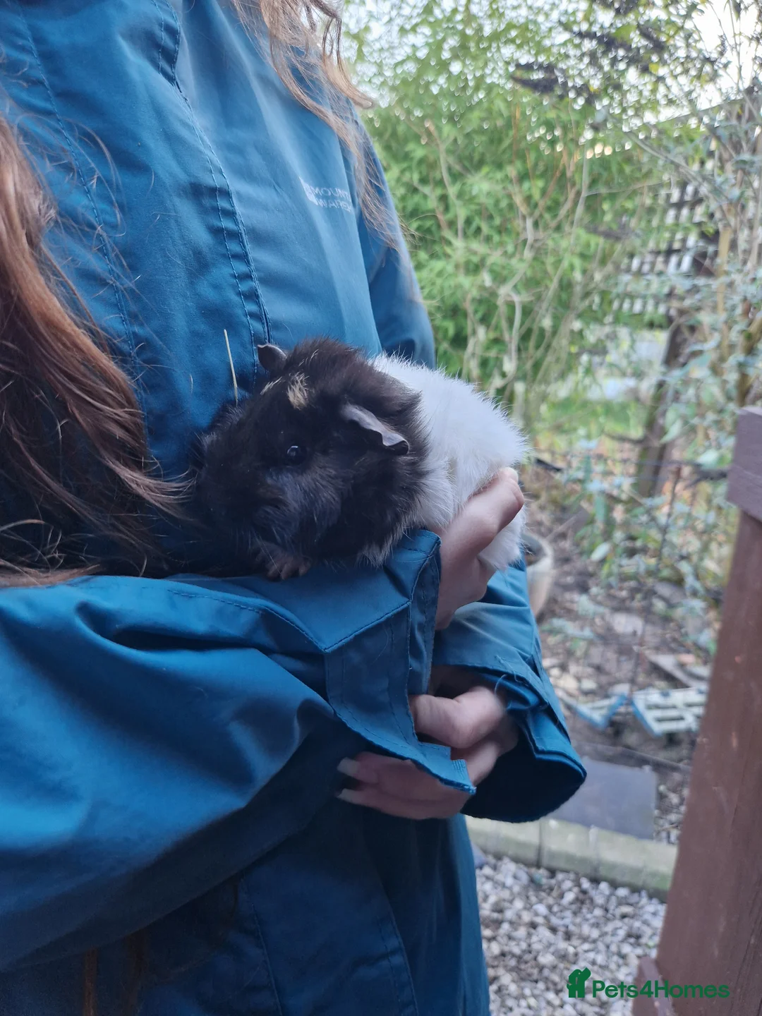 Guinea Pig rodents for sale: Abbymixs female/wont be ready till 29th march 26 - Advert 8