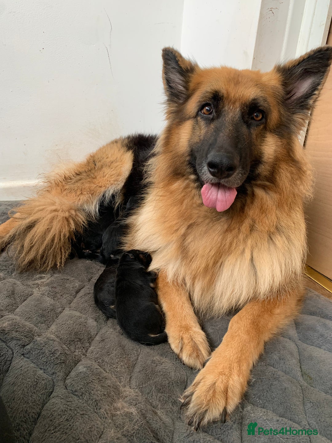 German Shepherd dogs for sale: Long-Medium hair pure bred German Shepherds 🇩🇪 - Image 1