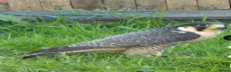 Mixed Breed birds for sale: Is very good person in Colne - Advert 3
