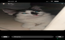 Domestic Shorthair cats for sale: Adorable male kitten - Image 4