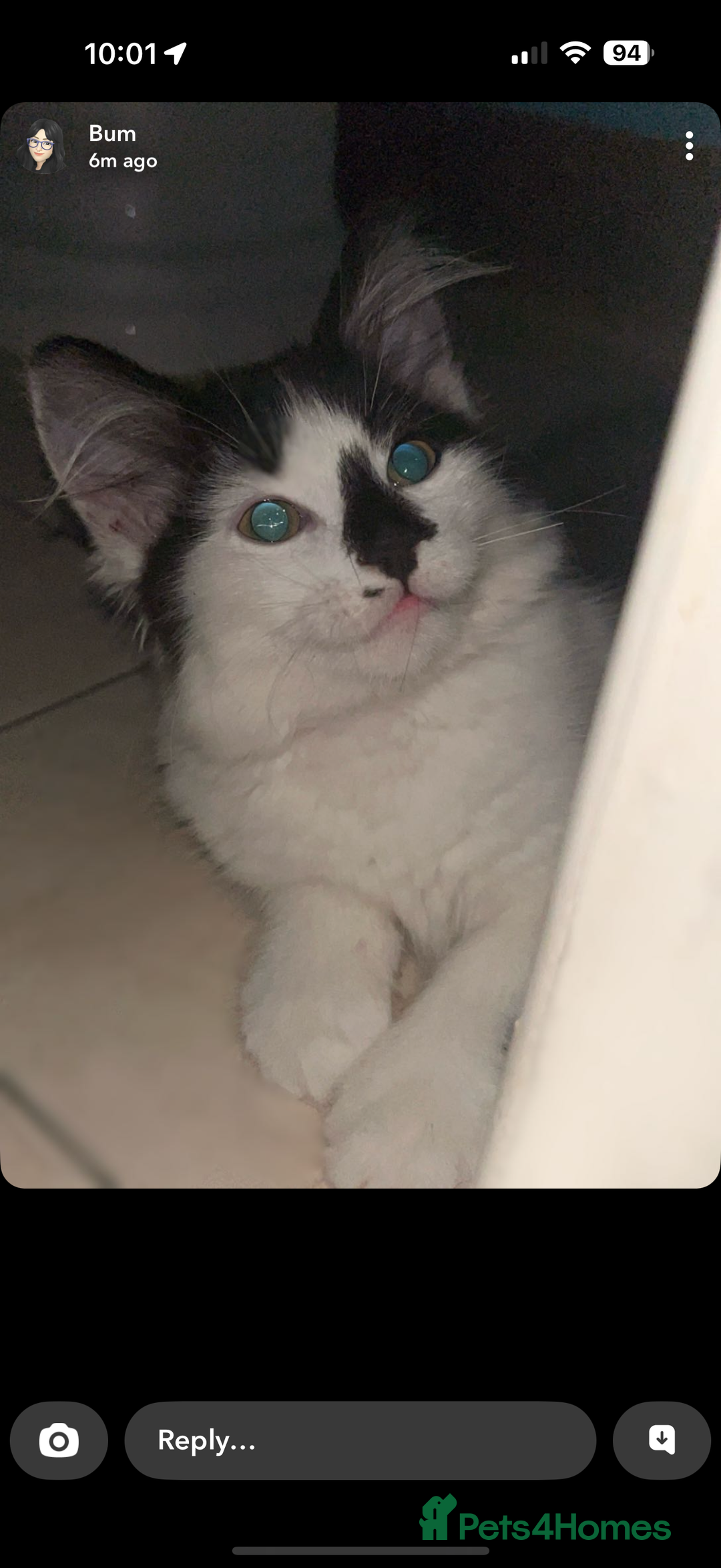 Domestic Shorthair cats for sale: Adorable male kitten - Image 4