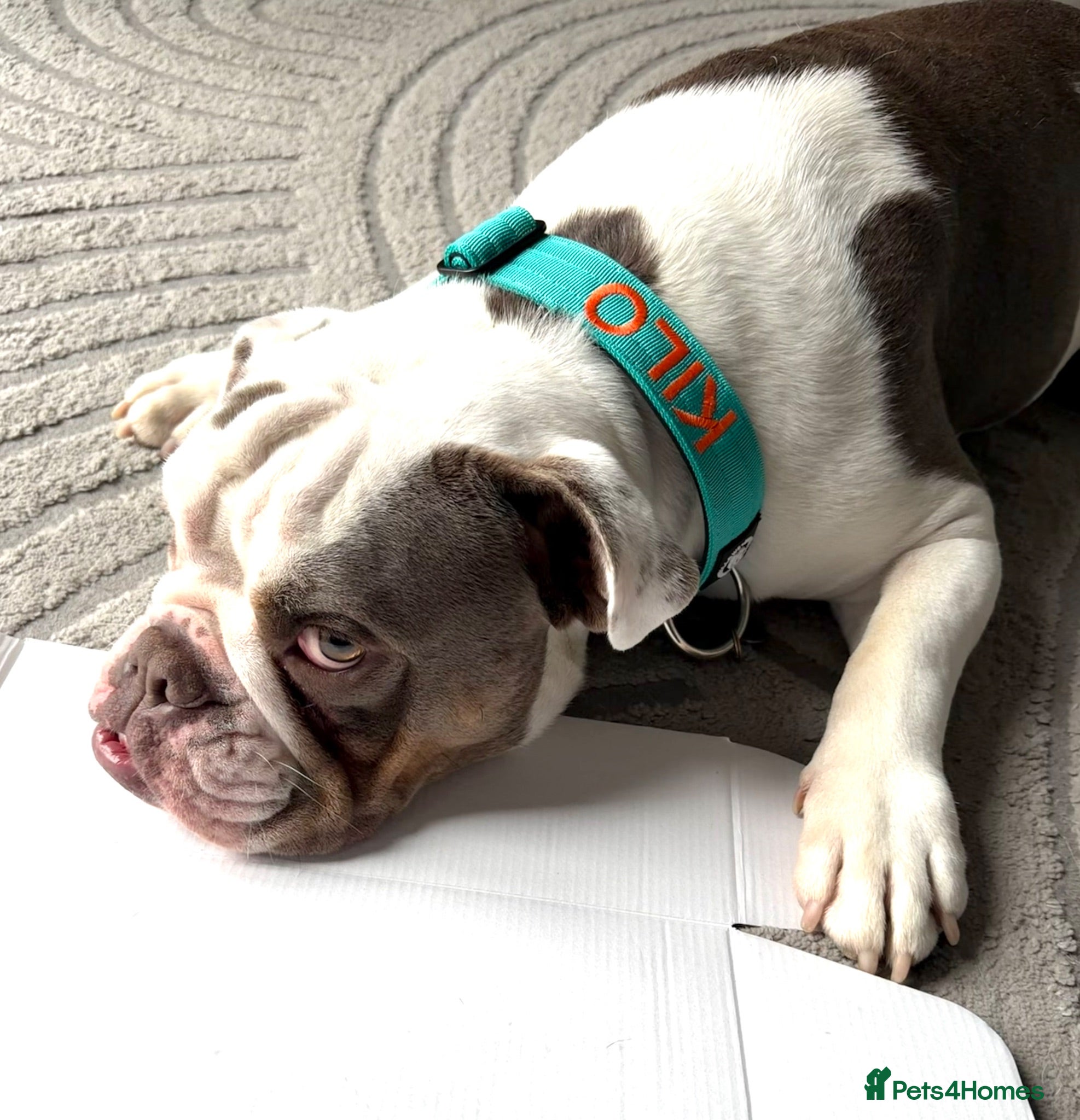 Olde English Bulldogge dogs Looking for a lap - Advert 3