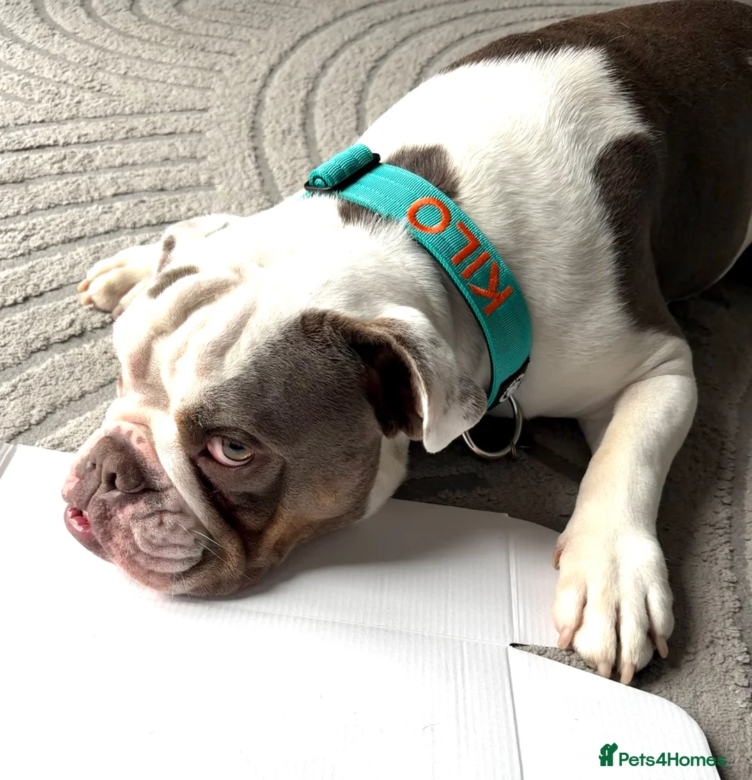 Olde English Bulldogge dogs for sale: Looking for a lap in Huntingdon - Advert 1
