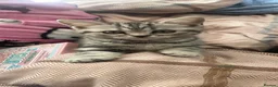 British Shorthair cats for sale: British Blue Shorthair Silver Tabby kittens - Advert 29