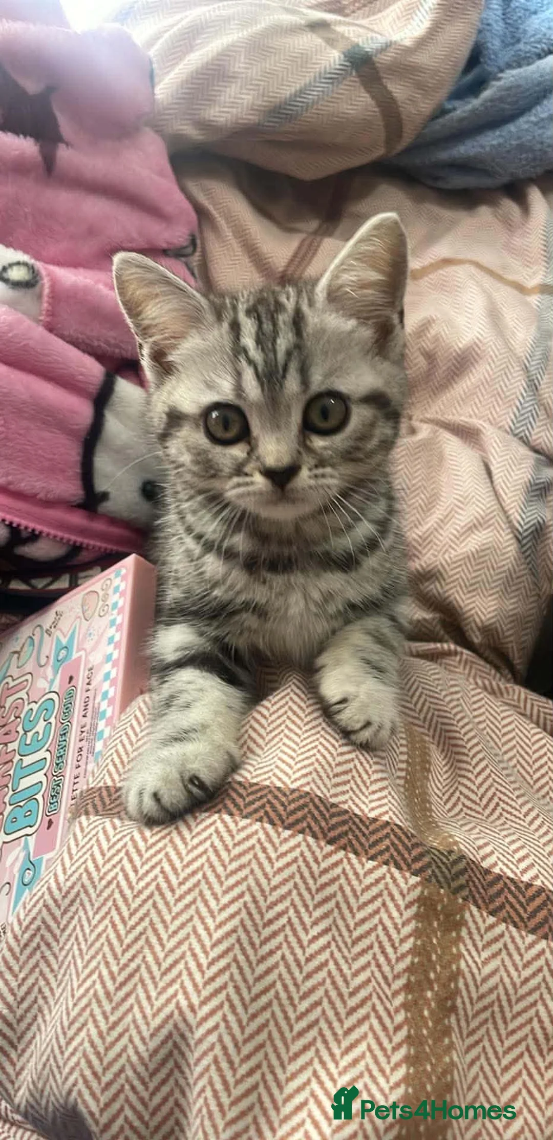 British Shorthair cats for sale: British Blue Shorthair Silver Tabby kittens - Advert 29