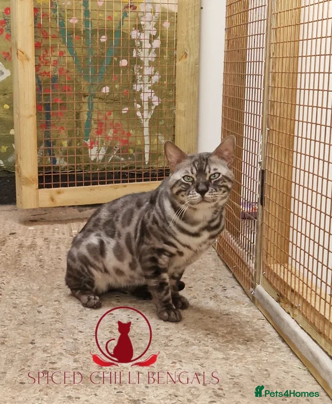 Bengal cats for sale: ✨️ CHAMPION BENGAL LOOKING FOR FOREVER HOME ✨️ - Advert 2