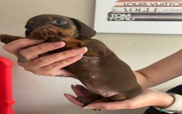 Miniature Dachshund dogs for sale: Beautiful daschund puppies - Image 10