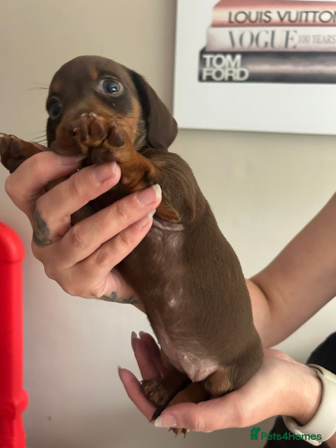 Miniature Dachshund dogs for sale: Beautiful daschund puppies - Image 10