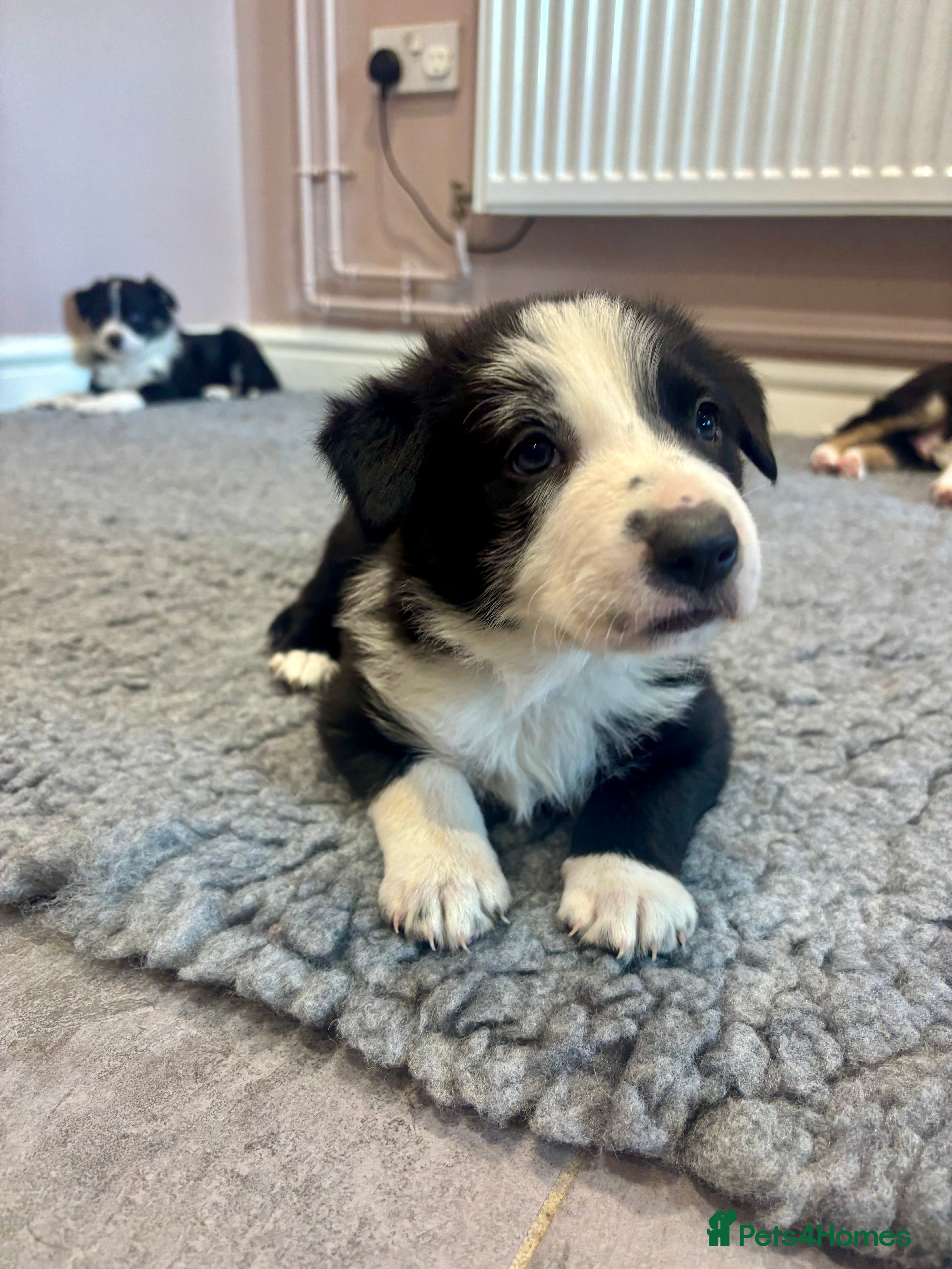 Border Collie dogs Adorable Collie Pups available raised with Love! - Advert 8