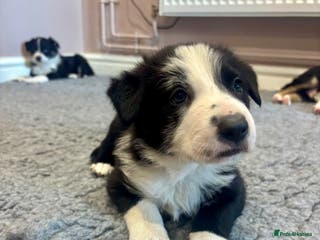 Border Collie dogs Adorable Collie Pups available raised with Love! - Advert 8