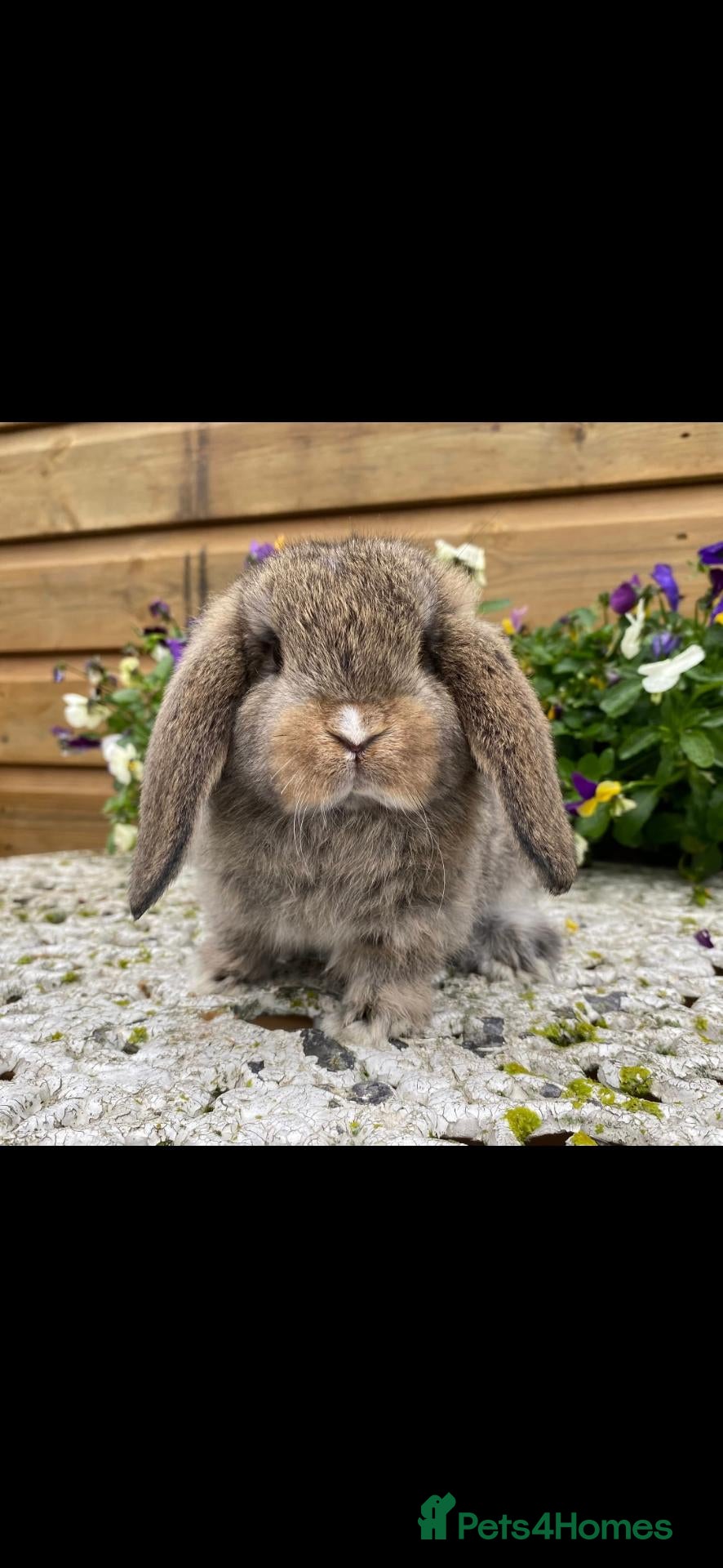 Mini Lop rabbits for sale: The most gorgeous mini lops 🥰😍 - Advert 2