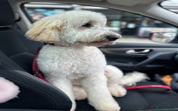 Goldendoodle dogs for sale: Beautiful Goldendoodle - Image 9