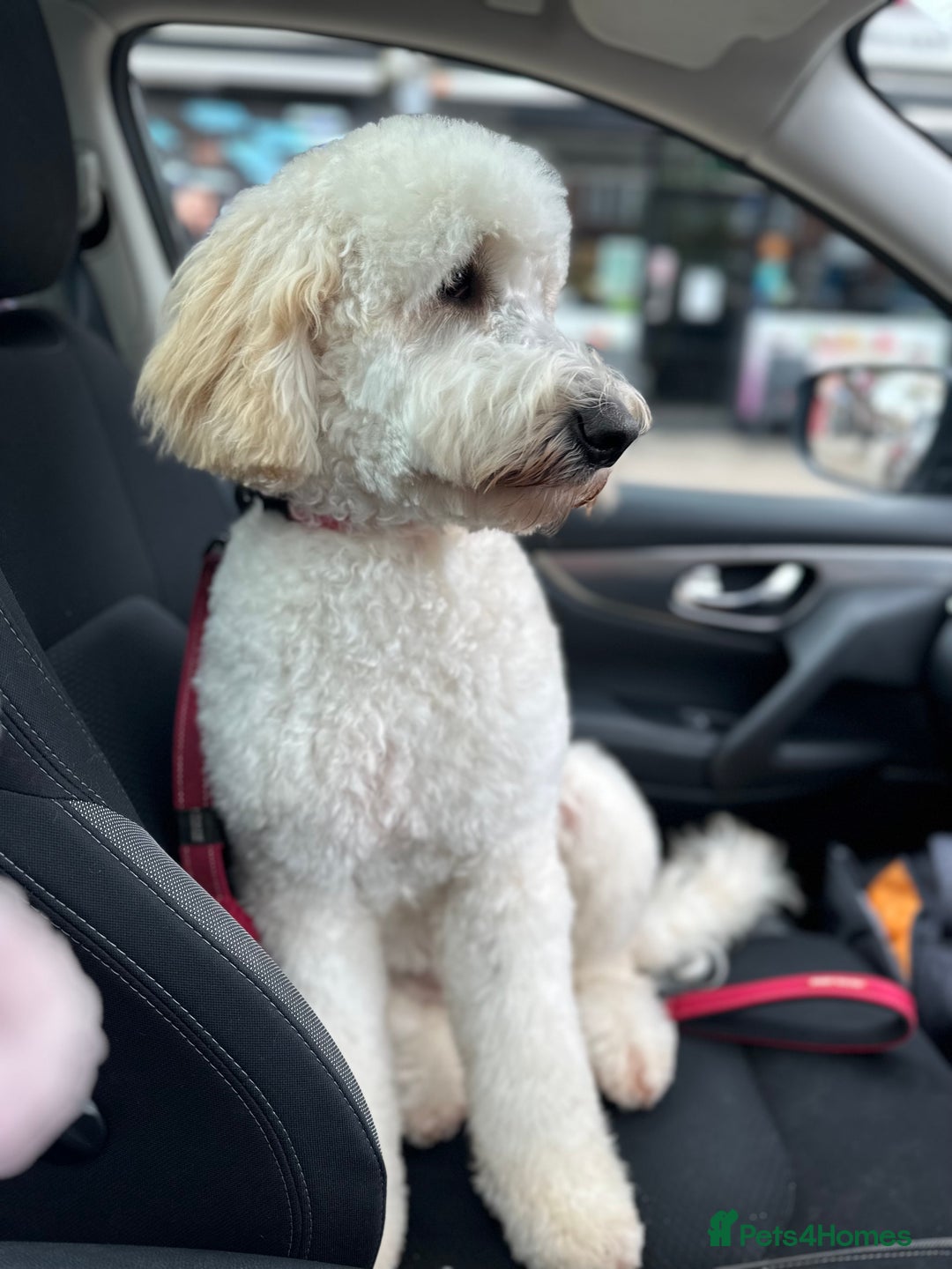 Goldendoodle dogs for sale: Beautiful Goldendoodle - Image 9