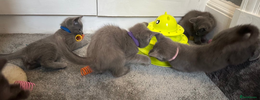 Russian Blue cats for sale: Russian Blue Kittens  - Image 19