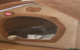 Domestic Shorthair cats for sale: One kitten and one cat (not related  - Image 7