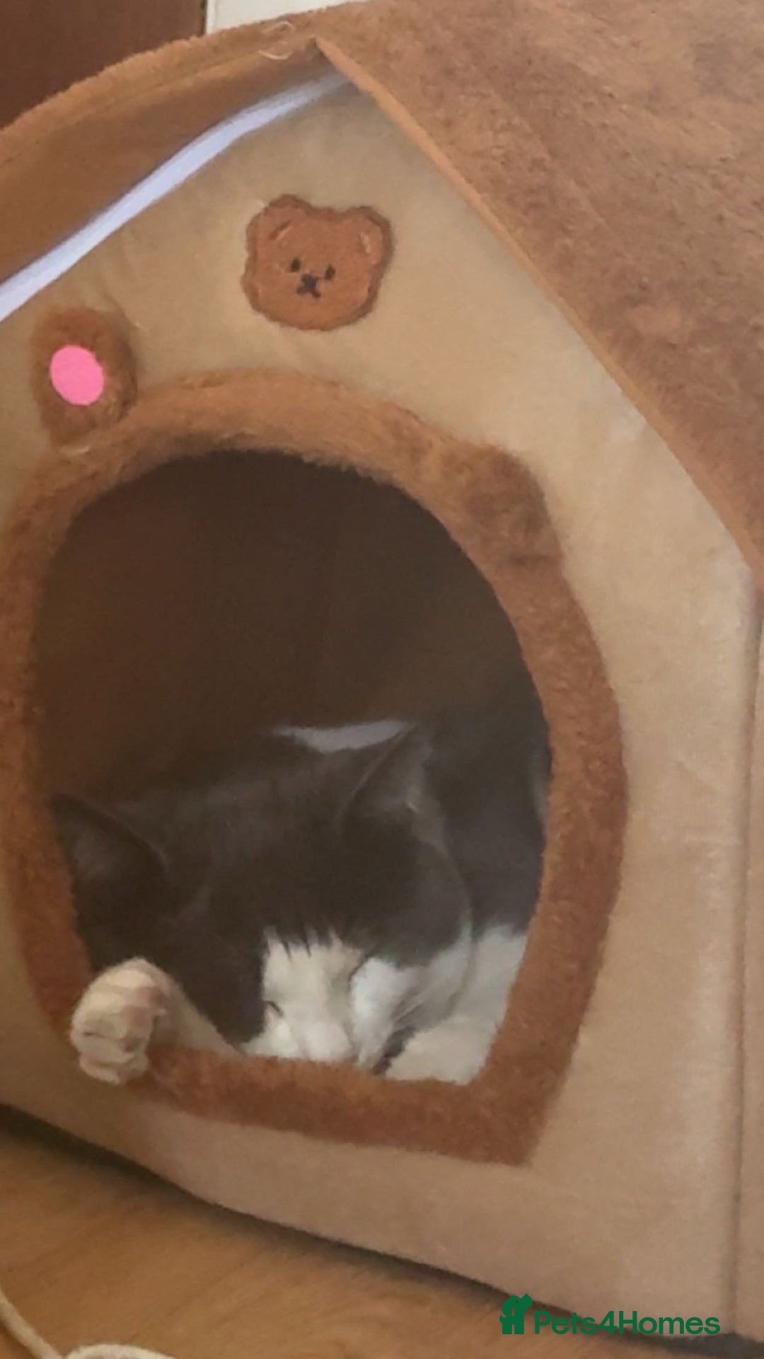 Domestic Shorthair cats for sale: One kitten and one cat (not related  - Image 7