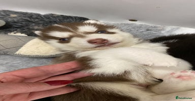 Siberian Husky dogs - Advert 9