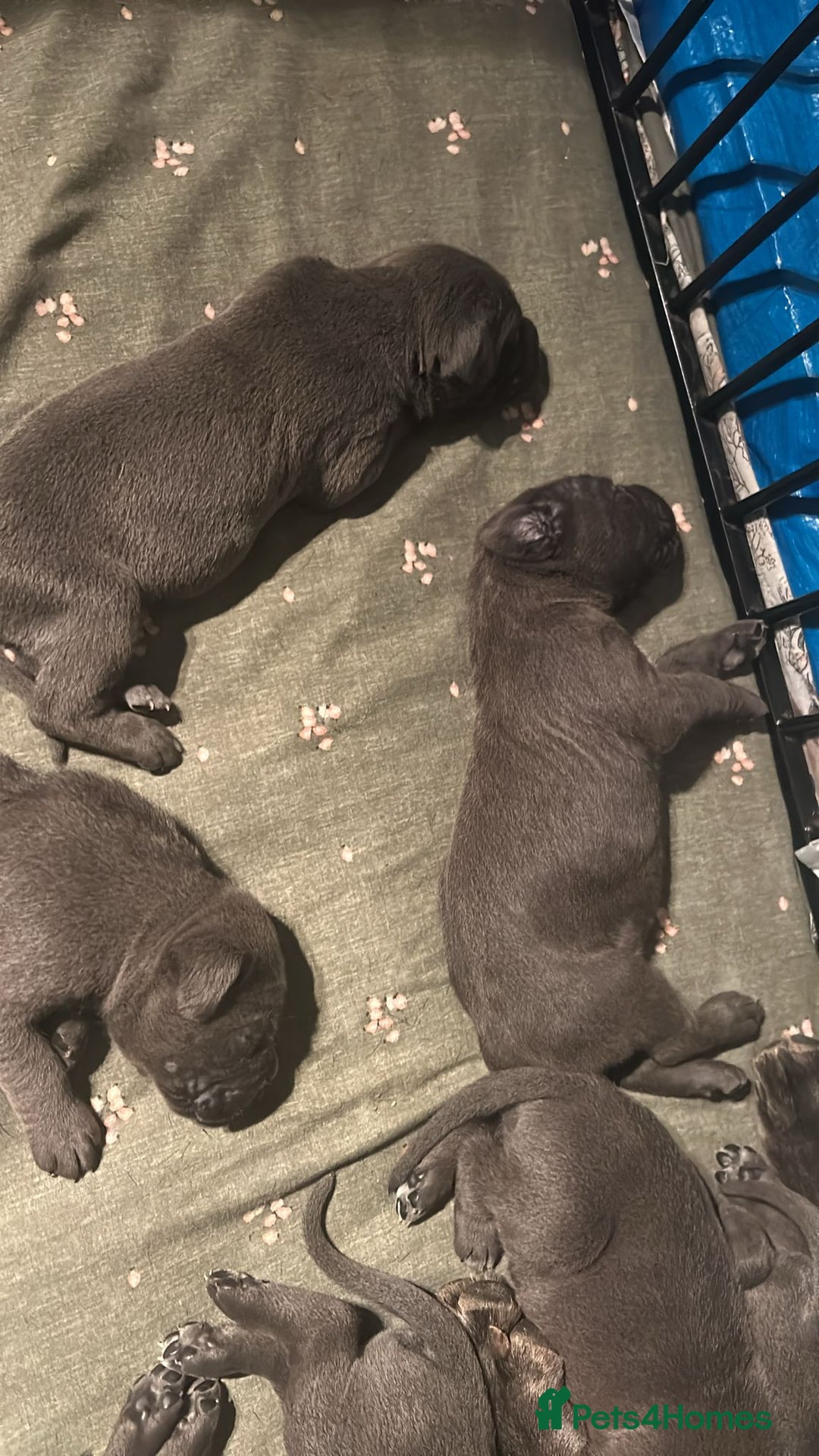 Cane Corso dogs for sale: Pure Blue Cane Corso puppies for sale - Advert 6