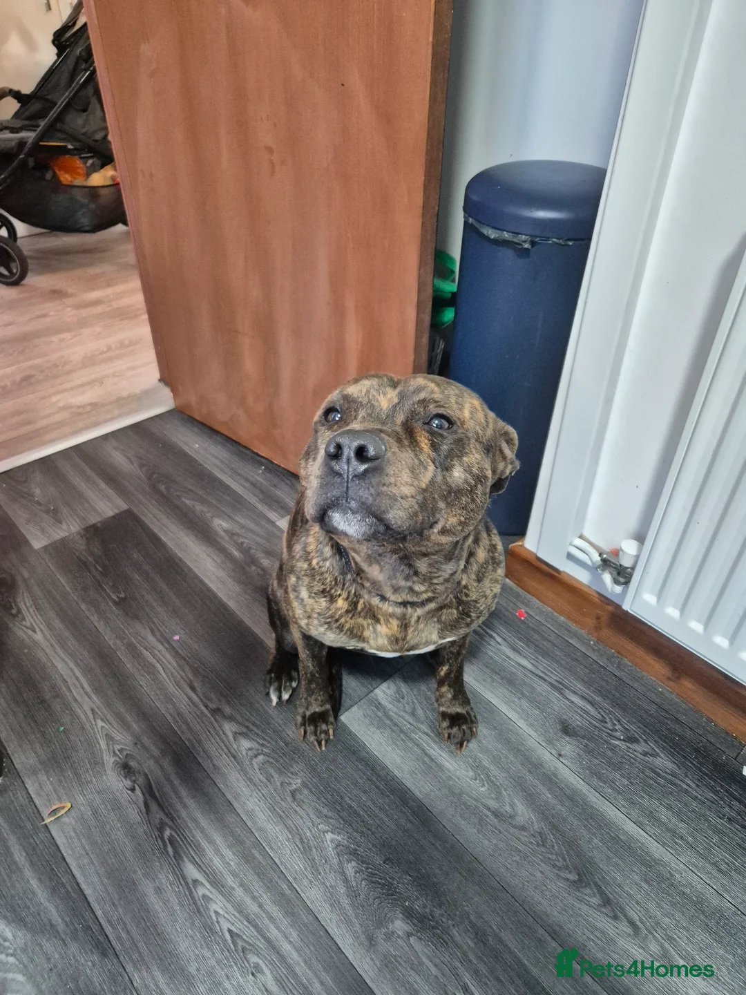 Staffordshire Bull Terrier dogs for sale: Beamish is looking for a loving, patient home  in Dudley - Advert 1