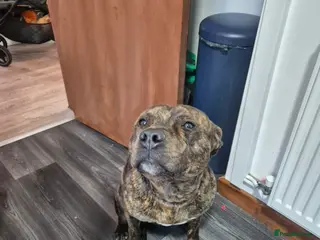 Staffordshire Bull Terrier dogs Beamish is looking for a loving, patient home in Dudley - Advert 1