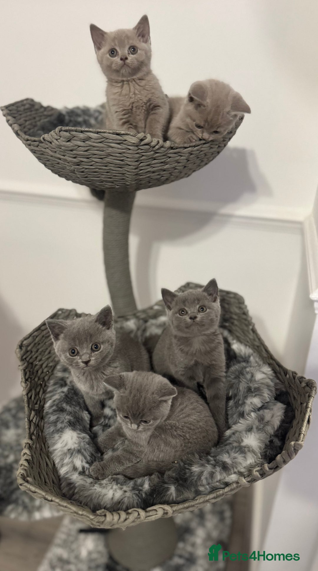 British Shorthair cats for sale:  ❤️Adorable British Shorthair Kittens❤️ - Advert 9