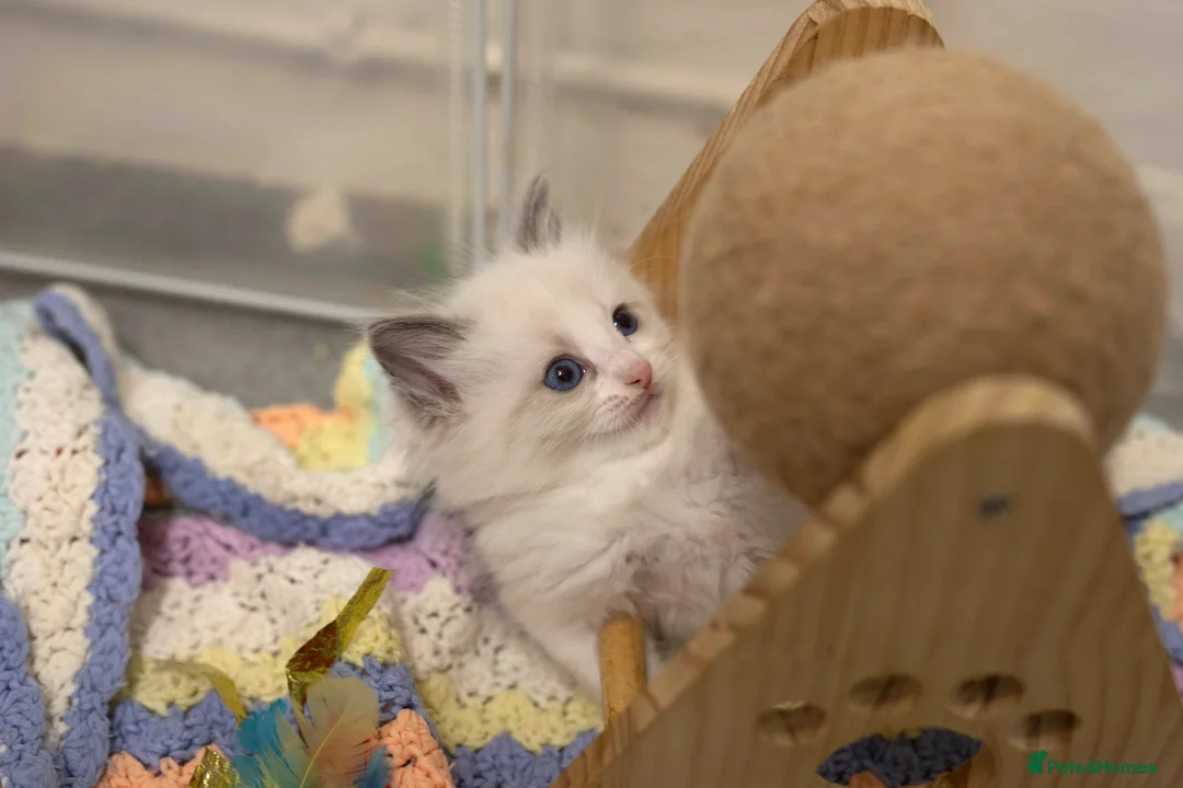 Ragdoll cats for sale: Ragdoll kittens bi color - Advert 16