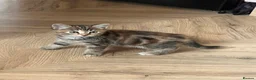 Mixed Breed cats for sale: Two beautiful kittens for sale  in Colchester - Advert 8