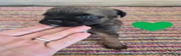 Border Terrier dogs for sale: Beautiful Border Terriers for Sale - Advert 11