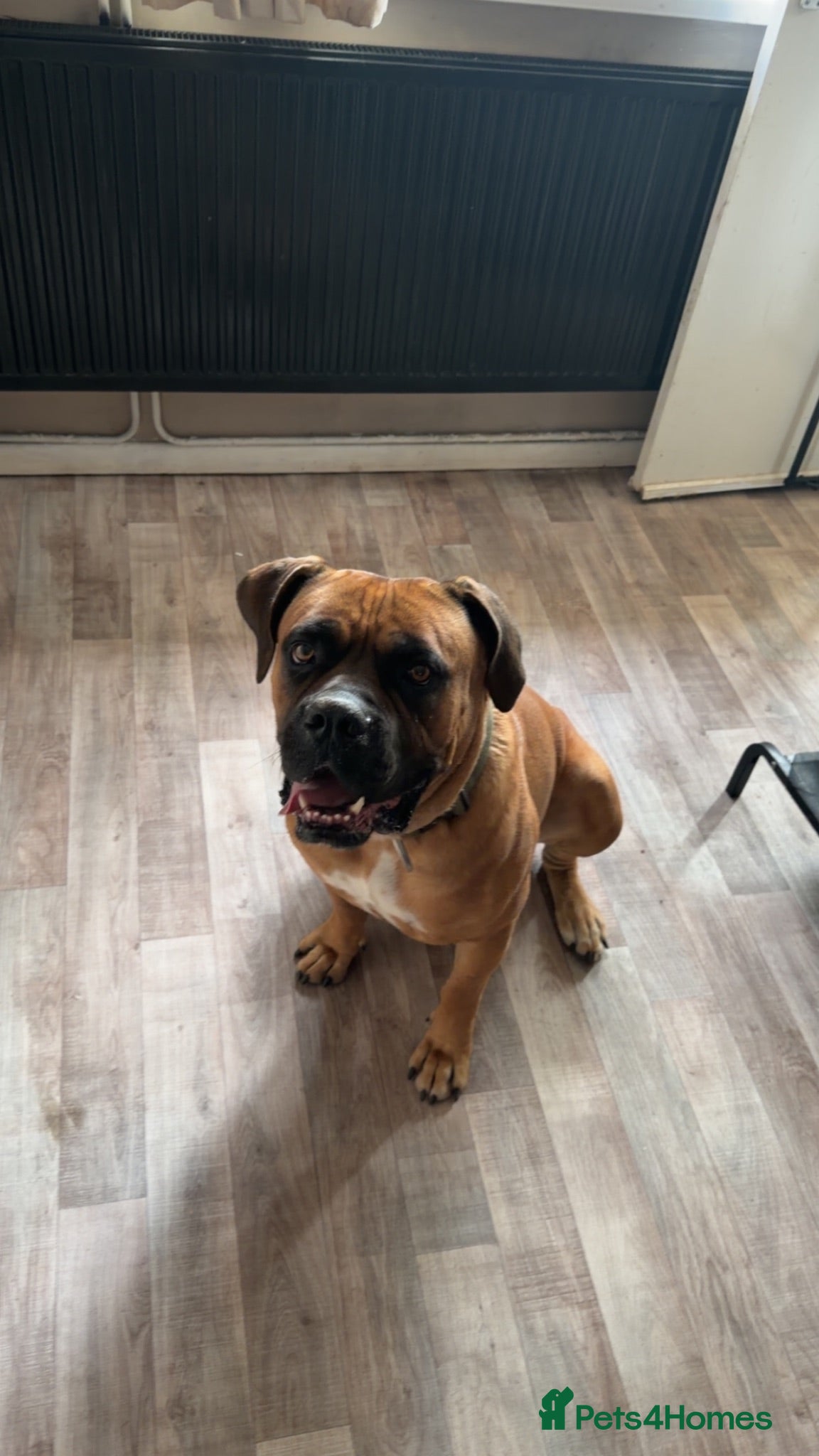 Cane Corso dogs Cane corso - Advert 1