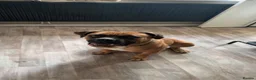 Cane Corso dogs for sale: Cane corso - Advert 1