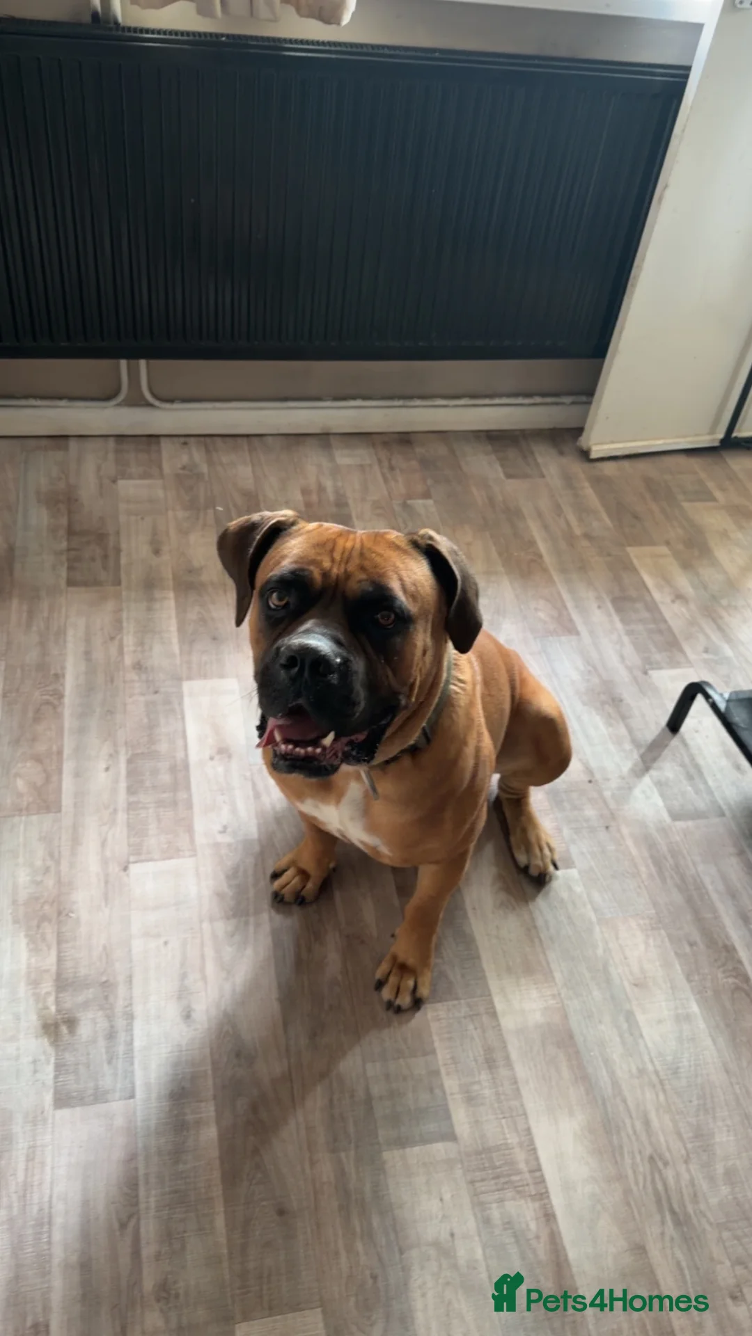 Cane Corso dogs for sale: Cane corso - Advert 1