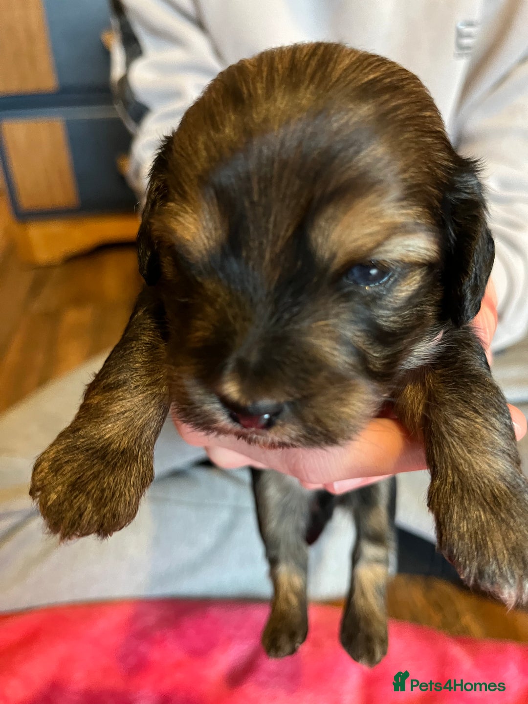 Mixed Breed dogs for sale: Beautiful Zuchon Doxies - Advert 23
