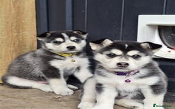 Siberian Husky dogs for sale: Beautiful Male and Female Husky pups  - Image 4